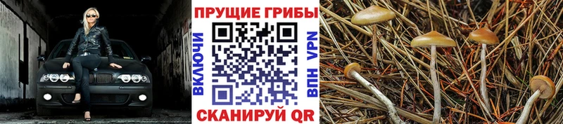 дарк нет клад  Берёзовский  Псилоцибиновые грибы мухоморы 